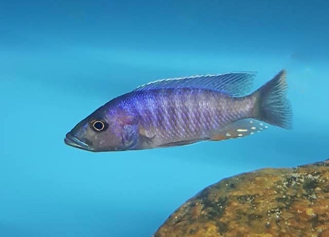 Stigmatochromis modestus 'Mbenji Island'